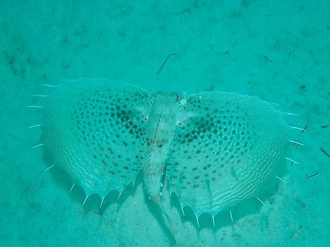 Mottled Flying Gurnard - Dactyloptena macracantha  Dactyloptena macracantha,Fish,Flying Gurnard,Mabul,Malaysia,Mottled Flying Gurnard,Sabah