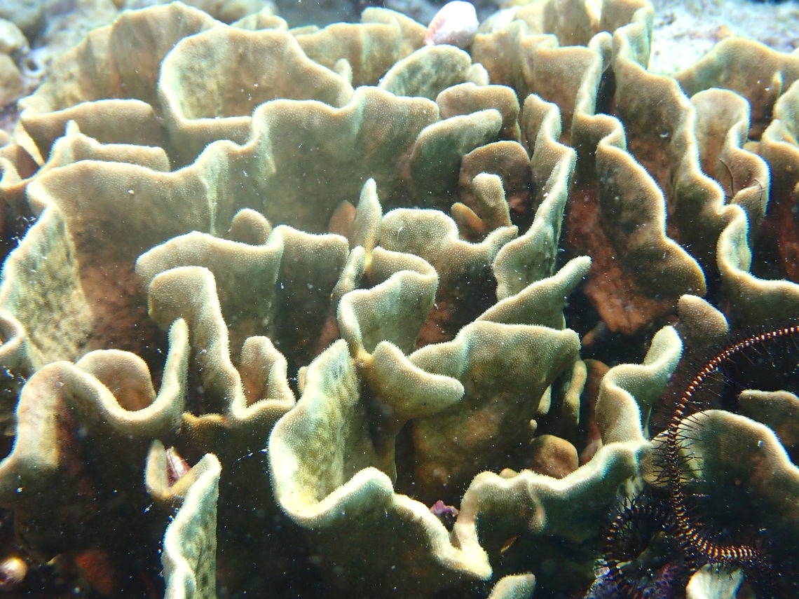 Stony Coral - Psammocora contigua First observation on JD of stony coral from the Family Psammocoridae. Coral,Mabul,Malaysia,Psammocora contigua,Sabah,Stony Coral