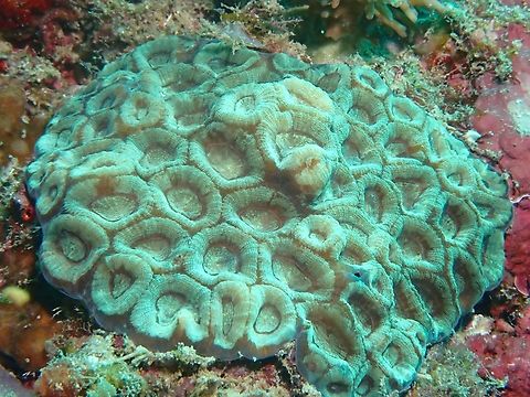 Stony Coral - Favites rotundata  Coral,Favites rotundata,Mabul,Malaysia,Sabah,Stony Coral