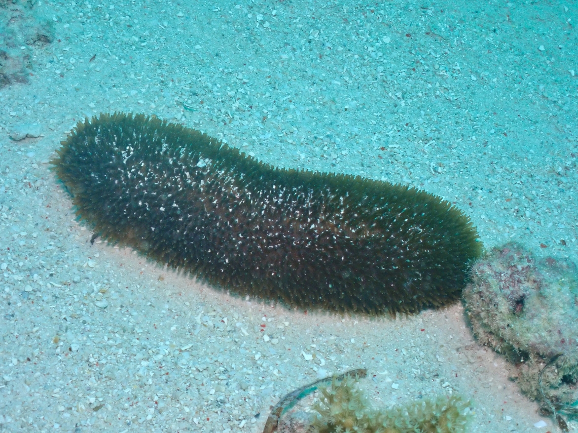 Feather Coral - Polyphyllia talpina  Coral,Feather Coral,Mabul,Malaysia,Mushroom Coral,Plate Coral,Polyphyllia talpina,Sabah