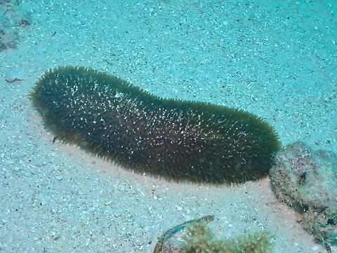 Feather Coral - Polyphyllia talpina  Coral,Feather Coral,Mabul,Malaysia,Mushroom Coral,Plate Coral,Polyphyllia talpina,Sabah