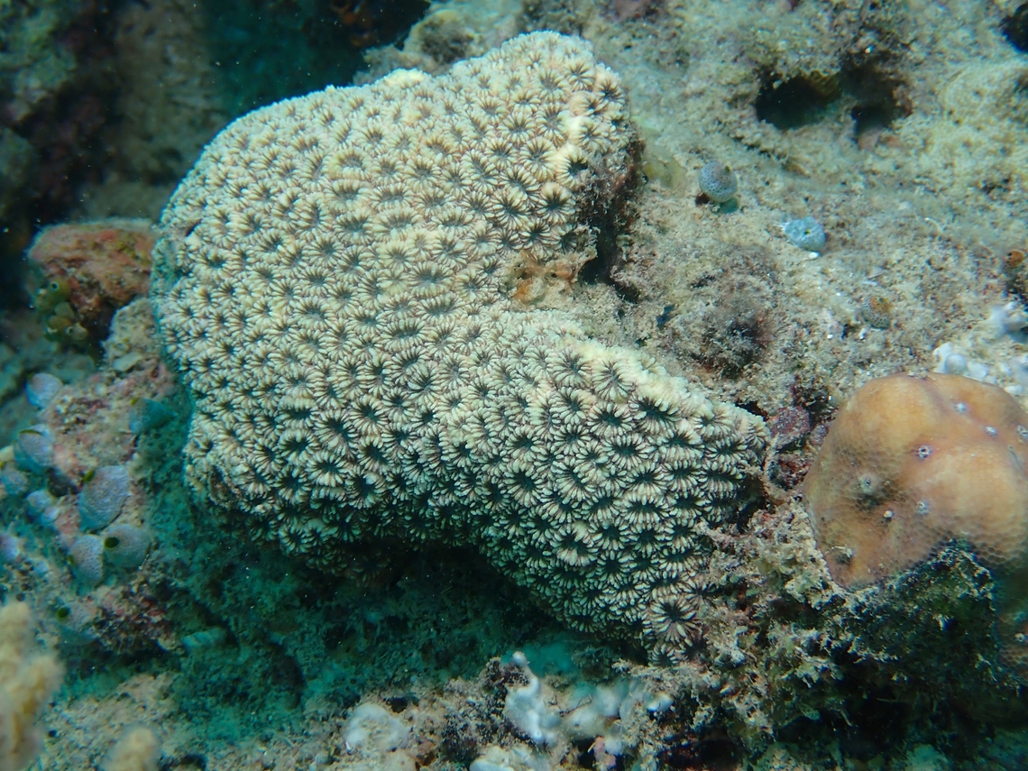 Stony Coral - Favites colemani  Coral,Favites colemani,Mabul,Malaysia,Sabah,Stony Coral