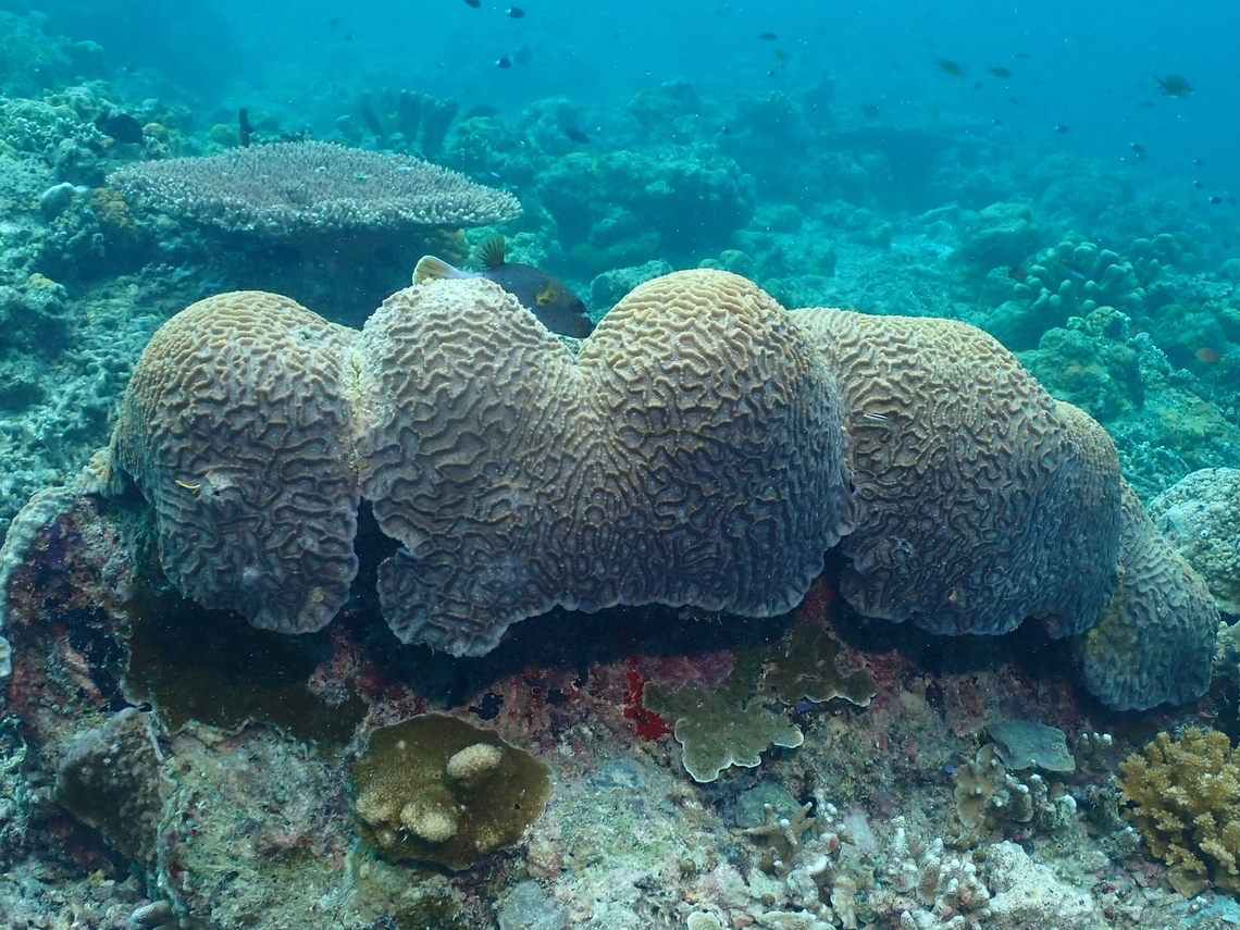 Stony Coral - Oulophyllia crispa  Coral,Malaysia,Oulophyllia crispa,Sabah,Sipadan,Stony Coral