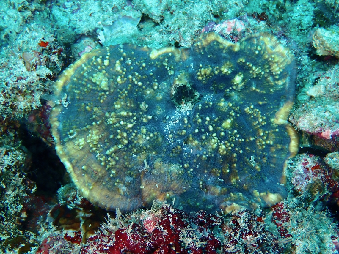 Stony Coral - Echinophyllia glabra  Coral,Echinophyllia glabra,Mabul,Malaysia,Sabah,Stony Coral