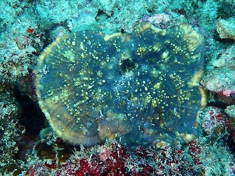 Stony Coral - Echinophyllia glabra  Coral,Echinophyllia glabra,Mabul,Malaysia,Sabah,Stony Coral