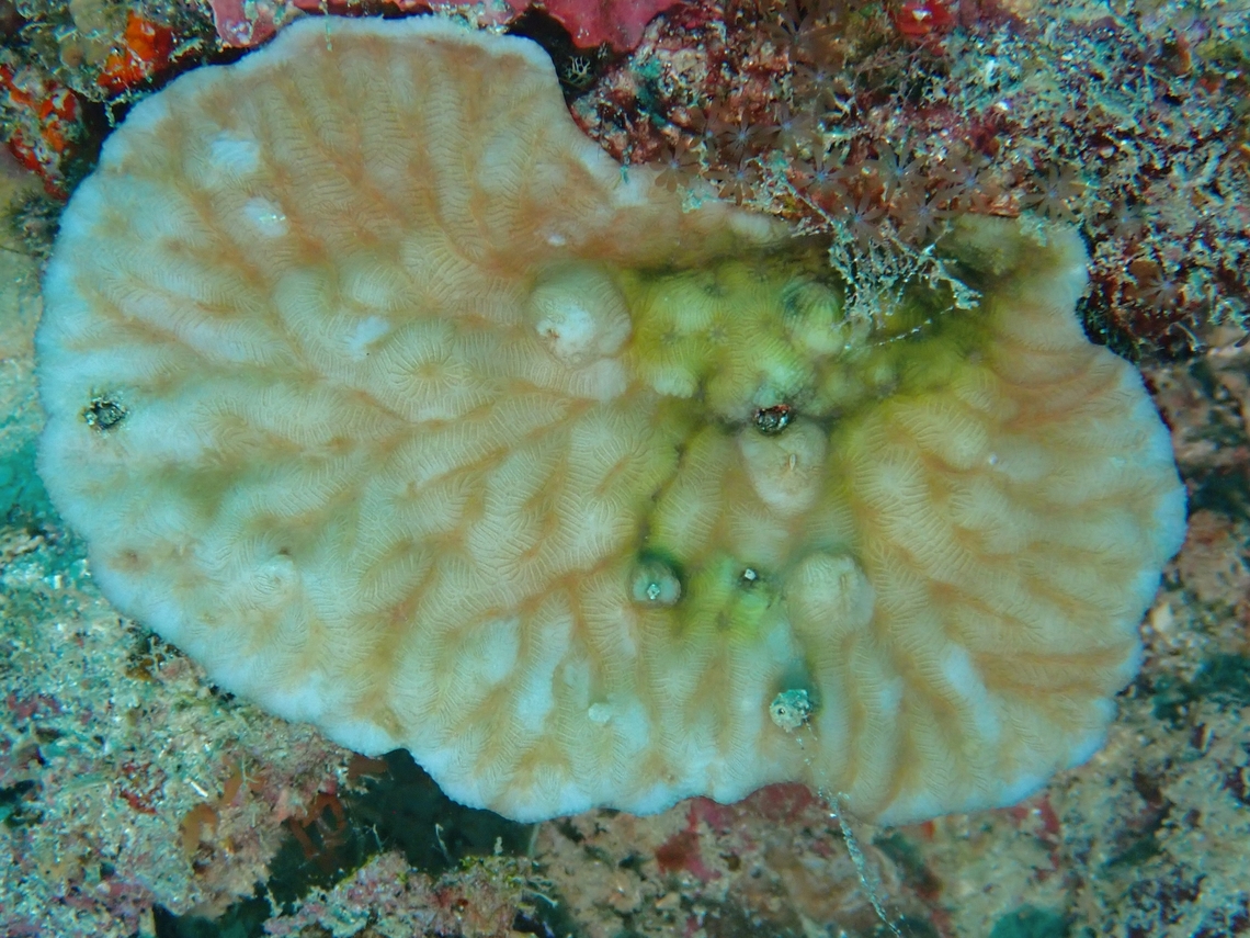 Stony Coral - Merulina ampliata  Coral,Mabul,Malaysia,Merulina ampliata,Sabah,Stony Coral