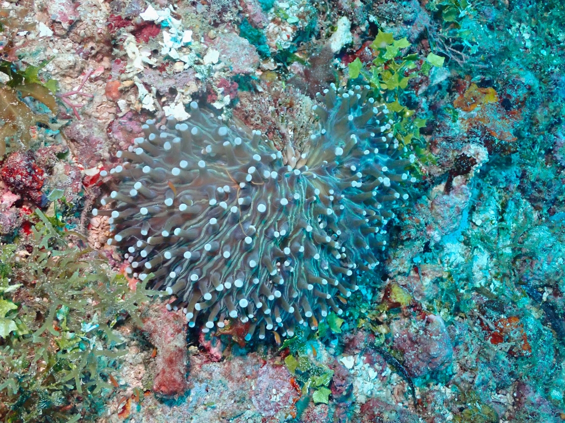 Long-Tentacle Plate Coral - Heliofungia actiniformis  Coral,Heliofungia actiniformis,Long-tentacle Plate Coral,Mabul,Malaysia,Mushroom Coral,Plate Coral,Sabah