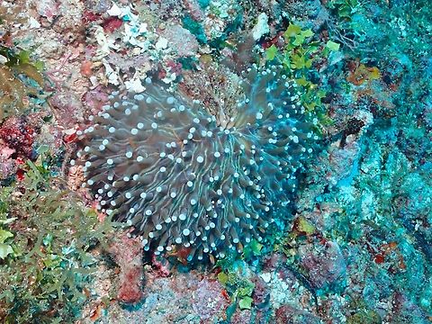 Long-Tentacle Plate Coral - Heliofungia actiniformis  Coral,Heliofungia actiniformis,Long-tentacle Plate Coral,Mabul,Malaysia,Mushroom Coral,Plate Coral,Sabah