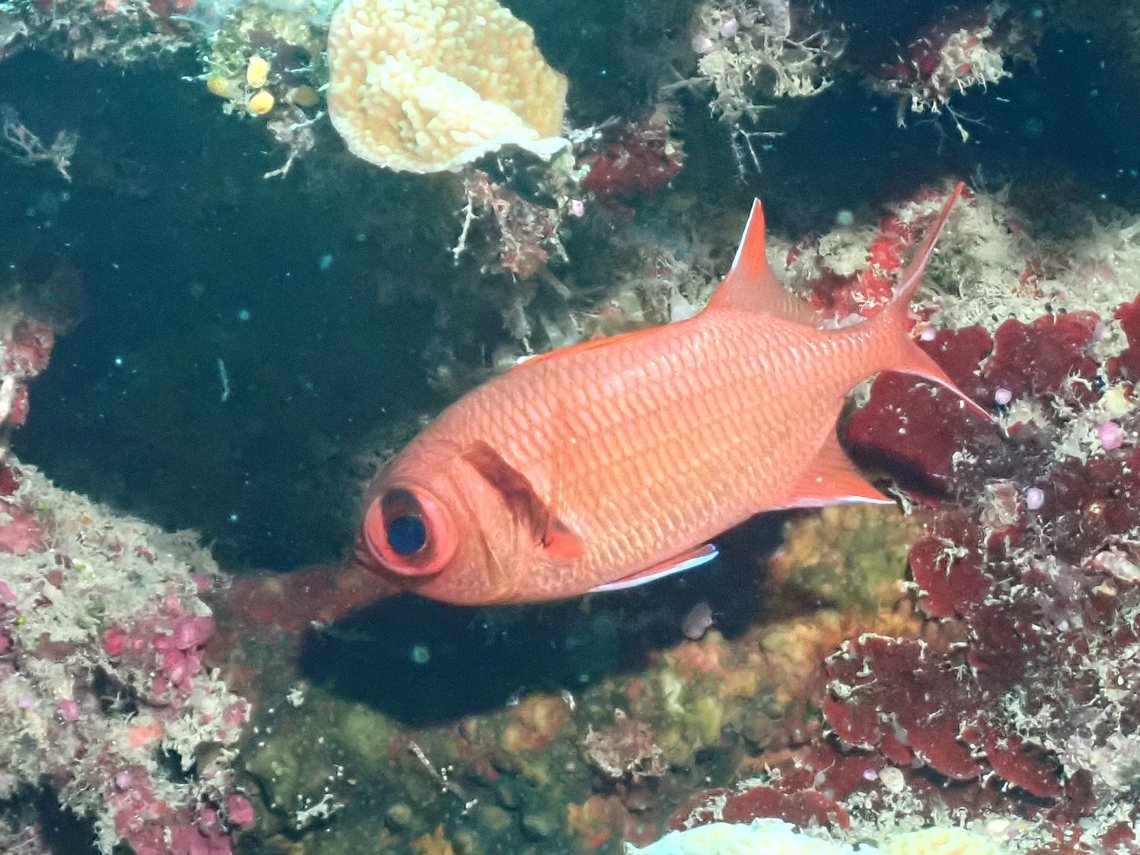 Pearly Soldierfish - Myripristis kuntee  Fish,Malaysia,Myripristis kuntee,Pearly Soldierfish,Sabah,Sipadan,Soldierfish