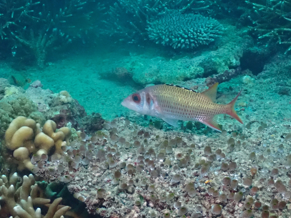 Blackfin Soldierfish - Neoniphon opercularis  Blackfin Soldierfish,Fish,Malaysia,Neoniphon opercularis,Sabah,Sipadan,Soldierfish