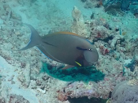 Eyeline Surgeonfish - Acanthurus nigricauda  Acanthurus nigricauda,Eyeline Surgeonfish,Fish,Malaysia,Sabah,Sipadan,Surgeonfish
