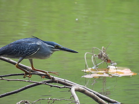 On the hunt  Bird,Butorides striata,Heron,Malaysia,Selangor,Striated Heron