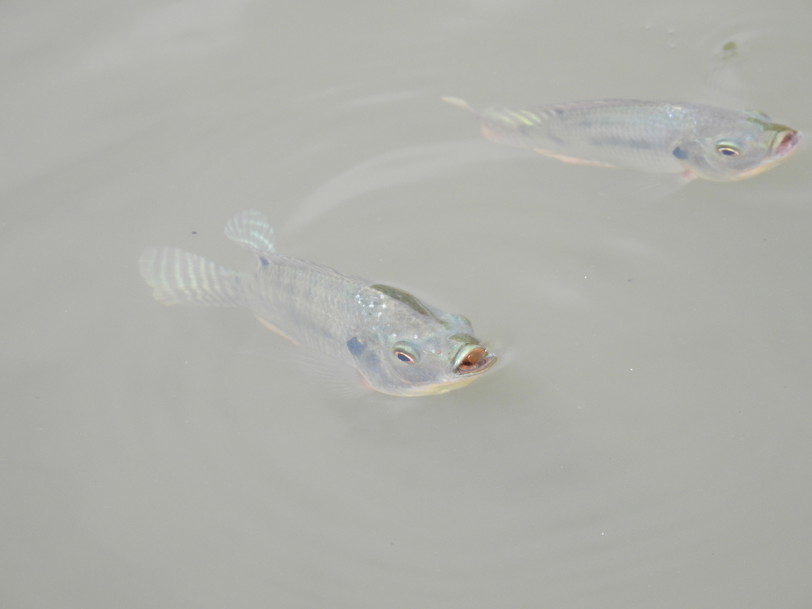 Tilapia - Oreochromis niloticus  Fish,Malaysia,Nile Tilapia,Oreochromis niloticus,Selangor,Tilapia