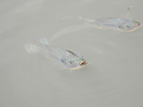 Tilapia - Oreochromis niloticus  Fish,Malaysia,Nile Tilapia,Oreochromis niloticus,Selangor,Tilapia
