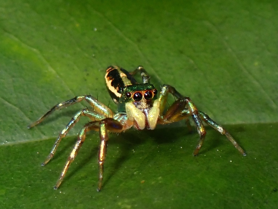 Jumping Spider - Cosmophasis umbratica  Cosmophasis umbratica,Iridescent Jumping Spider,Jumping Spider,Malaysia,Selangor,Spider
