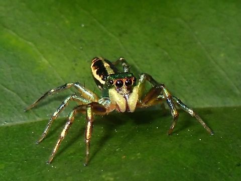 Jumping Spider - Cosmophasis umbratica  Cosmophasis umbratica,Iridescent Jumping Spider,Jumping Spider,Malaysia,Selangor,Spider