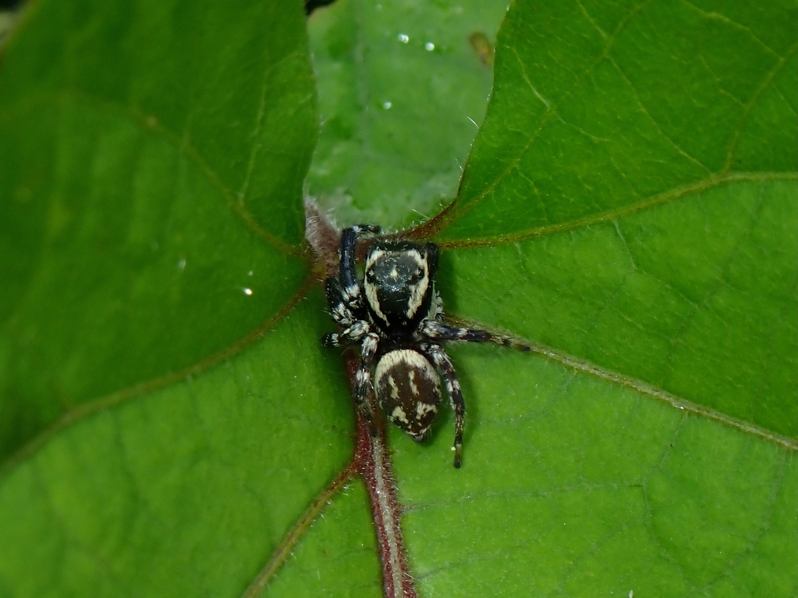 Jumping Spider - Carrhotus sannio  Carrhotus sannio,Jumping Spider,Malaysia,Selangor,Spider