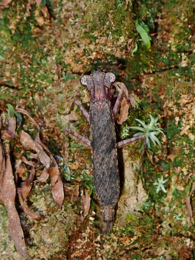 Praying Mantis - Amorphoscelis singaporana  Amorphoscelis singaporana,Malaysia,Mantis,Praying Mantis,Selangor