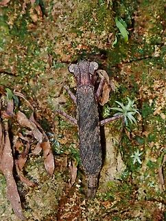 Praying Mantis - Amorphoscelis singaporana  Amorphoscelis singaporana,Malaysia,Mantis,Praying Mantis,Selangor