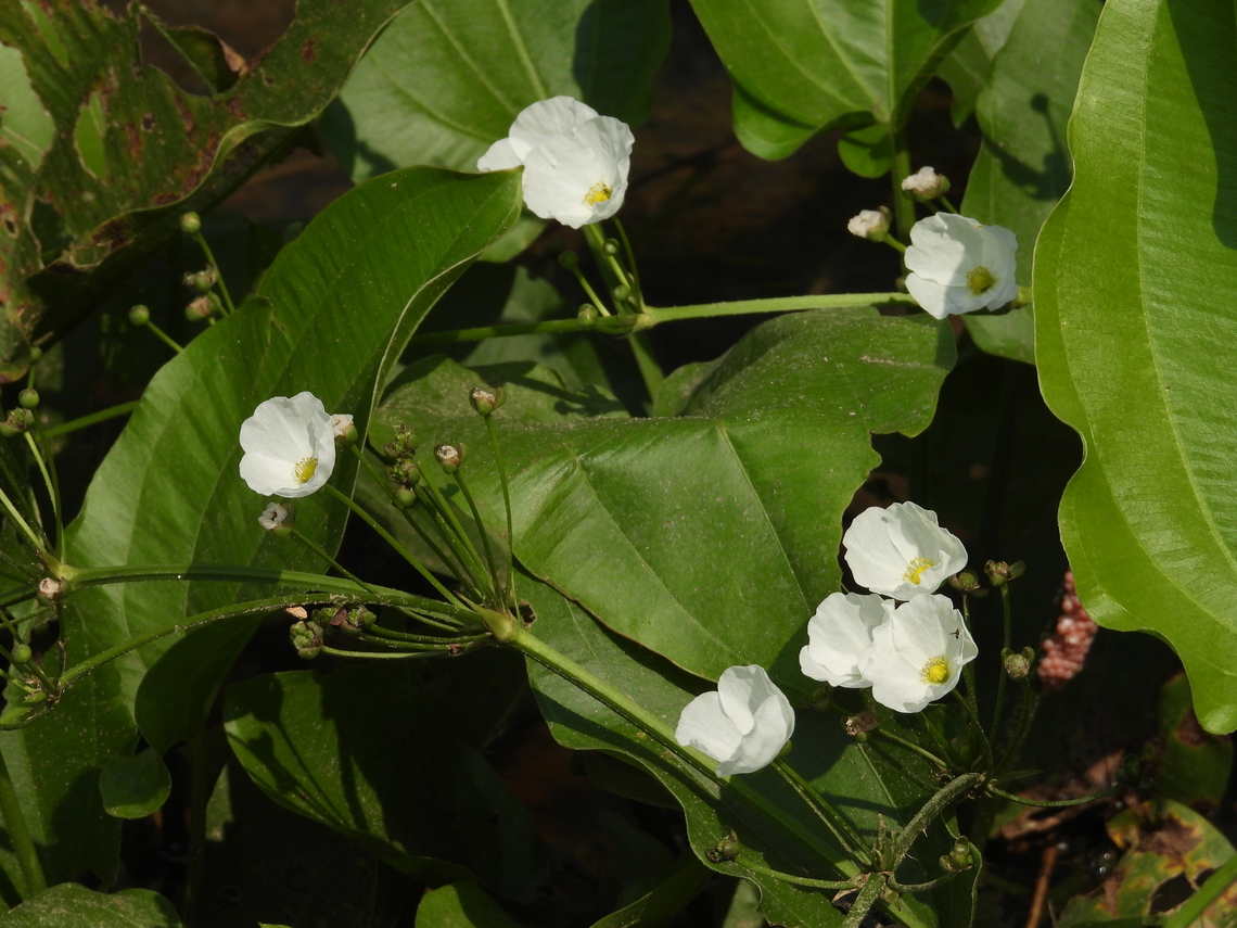 Creeping Burrhead - Echinodorus cordifolius  Creeping Burrhead,Echinodorus cordifolius,Flower,Malaysia,Plant,Selangor