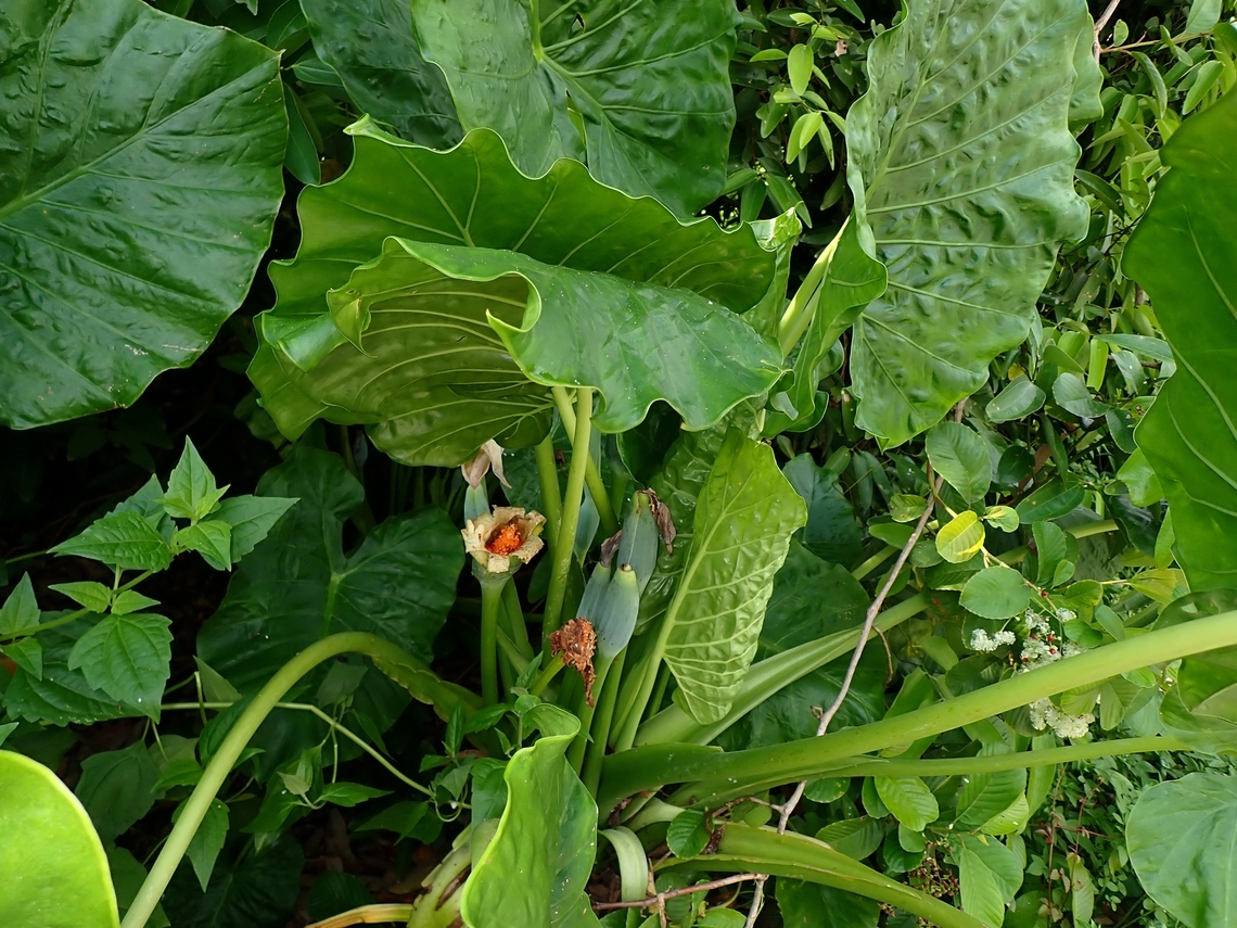 Giant Taro - Alocasia macrorrhizos  Alocasia macrorrhizos,Flower,Giant Taro,Malaysia,Plant,Selangor