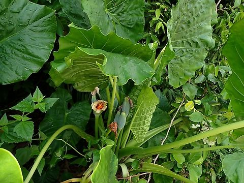 Giant Taro - Alocasia macrorrhizos  Alocasia macrorrhizos,Flower,Giant Taro,Malaysia,Plant,Selangor