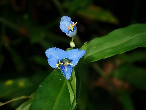 Climbing Dayflower - Commelina diffusa  Climbing Dayflower,Commelina diffusa,Flower,Malaysia,Plant,Selangor