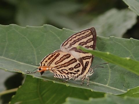Butterfly - Cigaritis negrit&agrave;  Batangas,Butterfly,Cigaritis negrita,Philippines,Taal