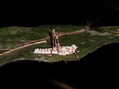 Icing Sugar Fungus - Beauveria bassiana            Beauveria bassiana,Fungus,Icing Sugar Fungus,Malaysia,Sabah