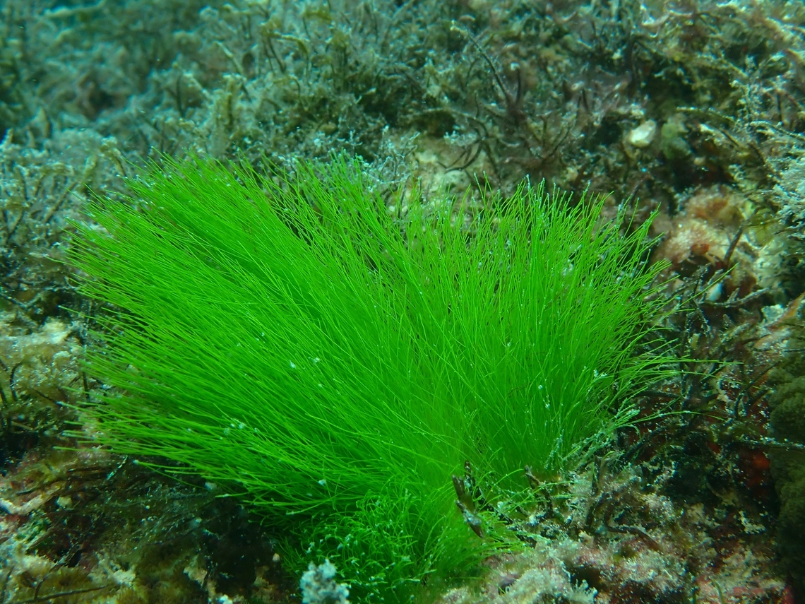Green Rope - Acrosiphonia coalita  Acrosiphonia coalita,Green Rope,Mabul,Malaysia,Sabah,Sea Algae