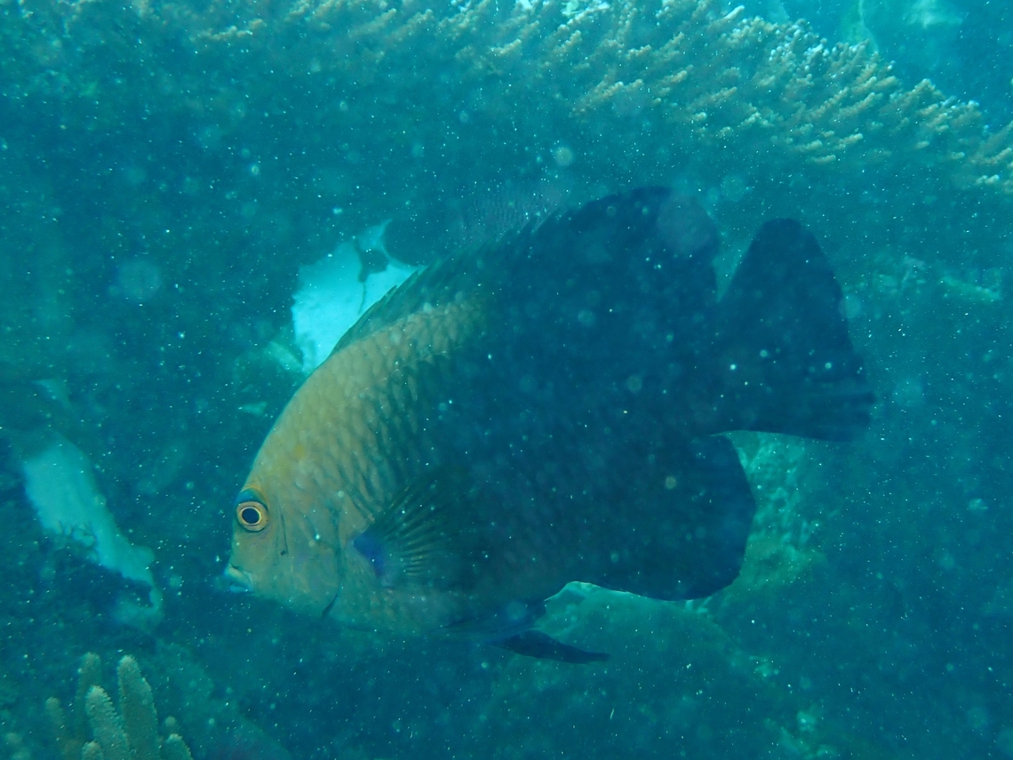 Lagoon Damselfish - Hemiglyphidodon plagiometopon  Damselfish,Fish,Hemiglyphidodon plagiometopon,Lagoon Damselfish,Mabul,Malaysia,Sabah
