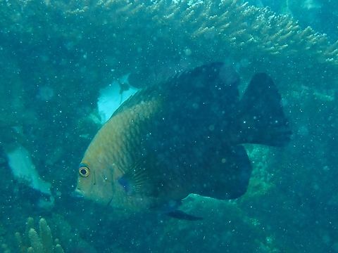 Lagoon Damselfish - Hemiglyphidodon plagiometopon Damselfish,Fish,Hemiglyphidodon plagiometopon,Lagoon Damselfish,Mabul,Malaysia,Sabah