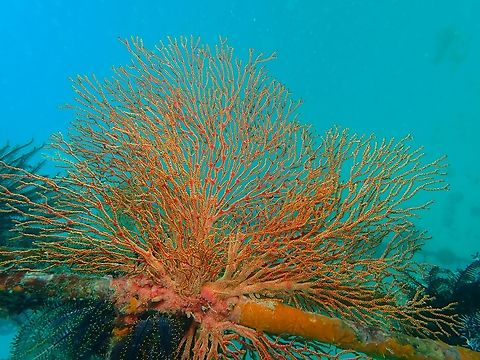 Knotted Fan Coral - Melithaea ochracea Coral,Fan Coral,Knotted Fan Coral,Mabul,Malaysia,Melithaea ochracea,Sabah,Soft Coral