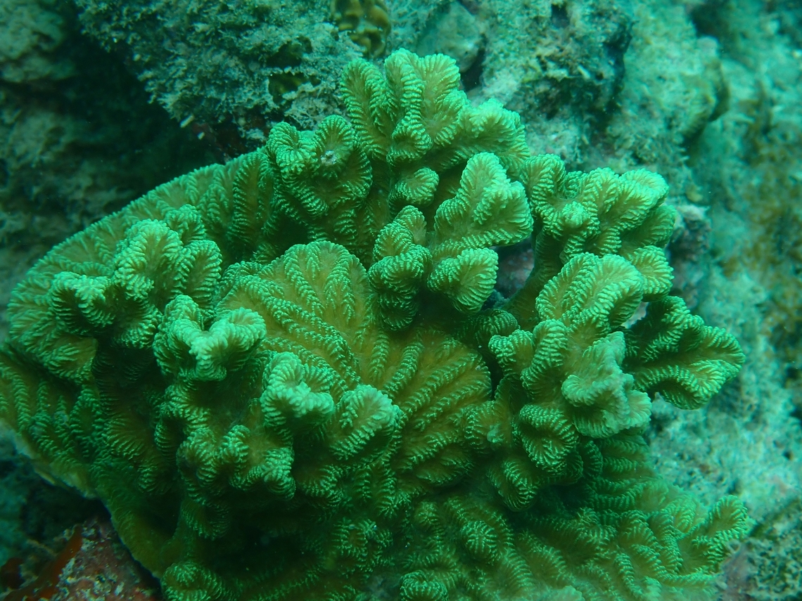Stony Coral - Merulina scabricula  Coral,Mabul,Malaysia,Merulina scabricula,Sabah,Stony Coral