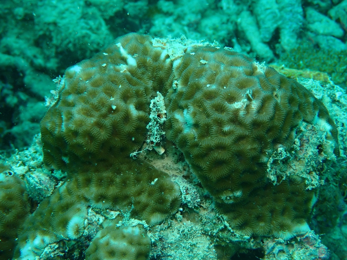 Stony Coral - Goniastrea pectinata  Coral,Goniastrea pectinata,Mabul,Malaysia,Sabah,Stony Coral