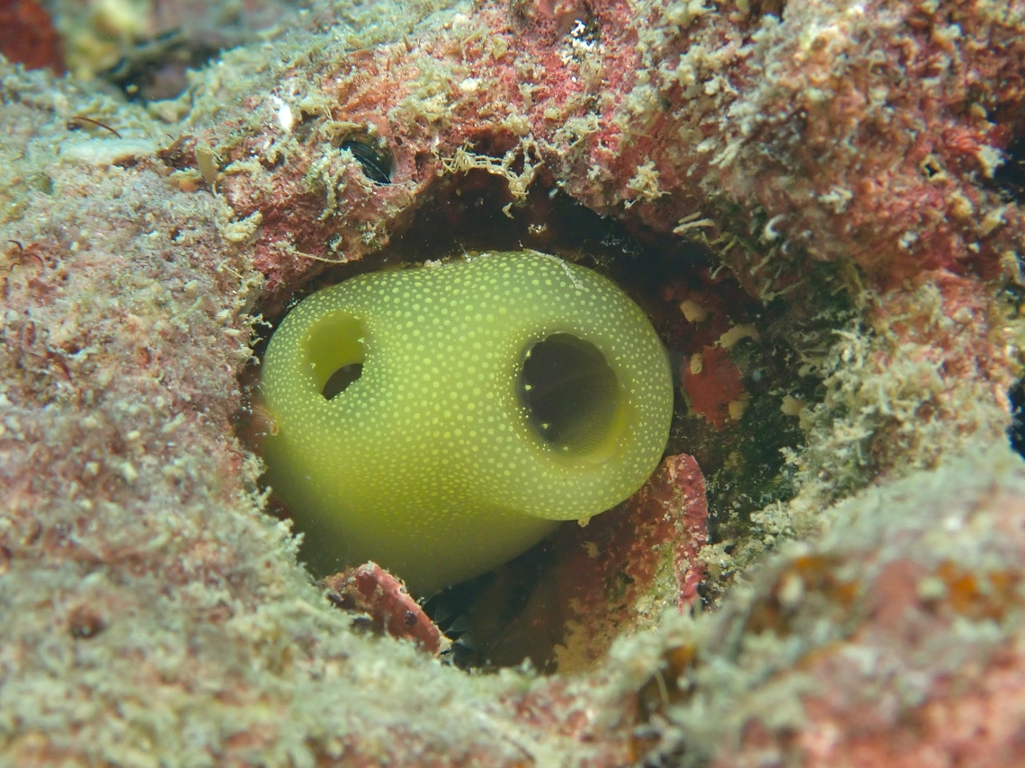 Sea Squirt - Phallusia julinea  Mabul,Malaysia,Phallusia julinea,Sabah,Tunicate,Yellow Sea Squirt