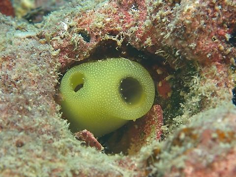 Sea Squirt - Phallusia julinea  Mabul,Malaysia,Phallusia julinea,Sabah,Tunicate,Yellow Sea Squirt
