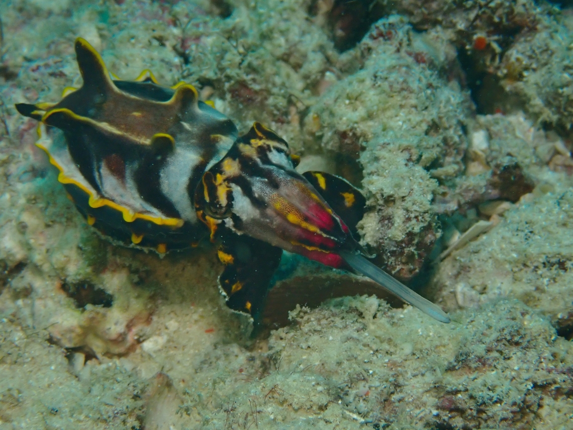 On the hunt! Flamboyant Cuttlefish on the hunt, with it&#039;s proboscis tongue out. Cuttlefish,Flamboyant Cuttlefish,Mabul,Malaysia,Metasepia pfefferi,Sabah