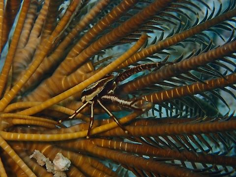 Elegant Squat Lobster - Allogalathea elegans  Allogalathea elegans,Elegant Squat Lobster,Malaysia,Sabah,Sipadan,Squat Lobster