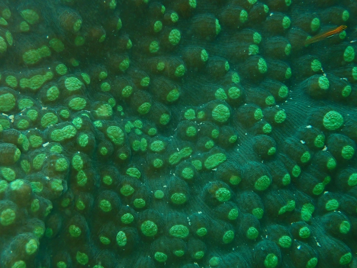 Stony Coral - Mycedium robokaki  Coral,Mabul,Malaysia,Mycedium robokaki,Sabah,Stony Coral