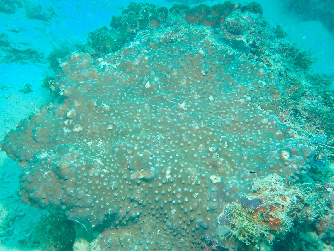 Stony Coral - Turbinaria stellulata  Mabul,Malaysia,Sabah,Stony Coral,Turbinaria  stellulata