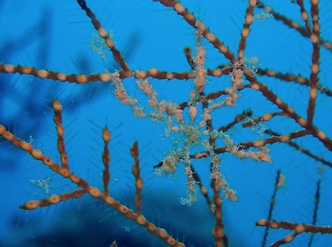 Polyps - Hydrozoanthus sils First observation from Family Hydrozoanthidae. Coron,Hydrozoanthus sils,Palawan,Philippines,Polyps