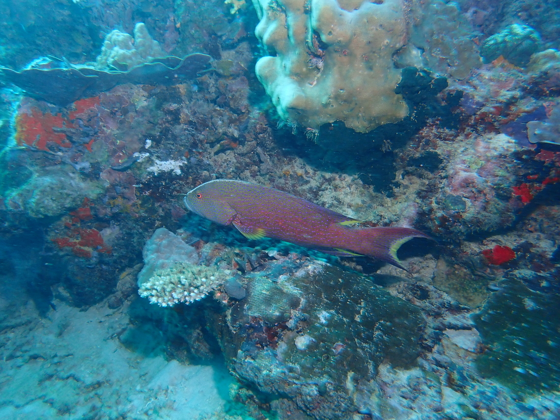 Yellow-Edged Lyretail - Variola louti  Fish,Grouper,Malaysia,Sabah,Sipadan,Variola louti,Yellow-Edged Lyretail