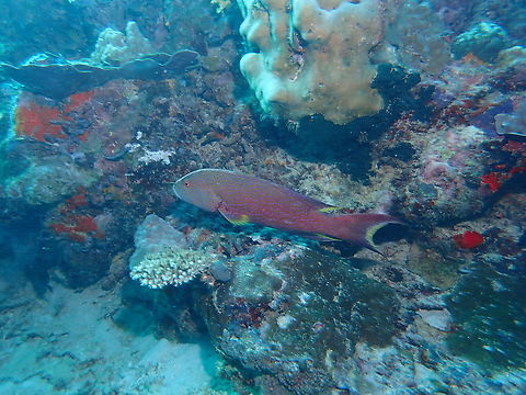 Yellow-Edged Lyretail - Variola louti  Fish,Grouper,Malaysia,Sabah,Sipadan,Variola louti,Yellow-Edged Lyretail
