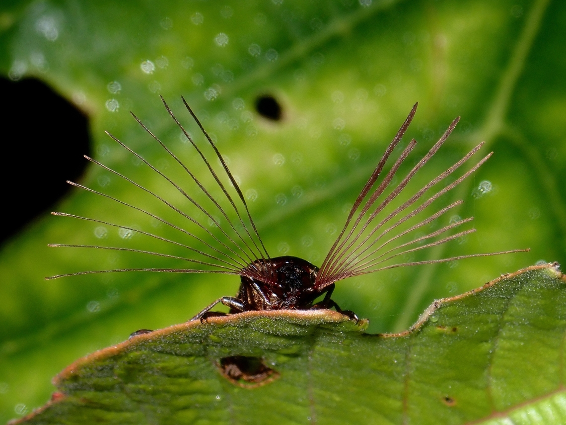 Sending/Receiving signals? Male Cedar Beetle with longer rake-like antennae for better detection of female pheromones? Beetle,Callirhipis marmorea,Cedar Beetle,Luzon,Philippines,Real