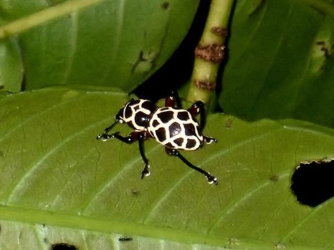 Weevil - Pachyrhynchus reticulatus  Luzon,Pachyrhynchus reticulatus,Philippines,Real,Weevil