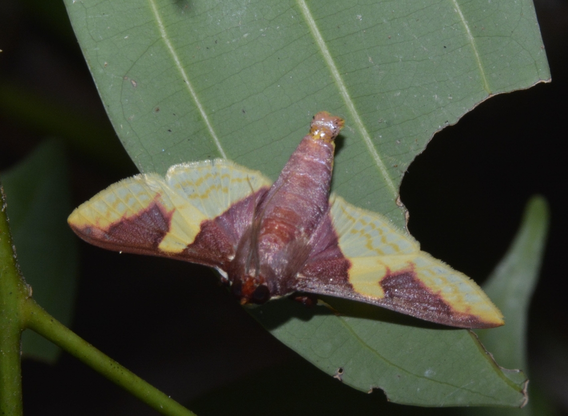Moth - Pachynoa purpuralis  Cagayan,Moth,North Luzon,Pachynoa purpuralis,Palaui,Philippines,Santa Ana