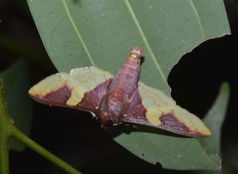 Moth - Pachynoa purpuralis  Cagayan,Moth,North Luzon,Pachynoa purpuralis,Palaui,Philippines,Santa Ana