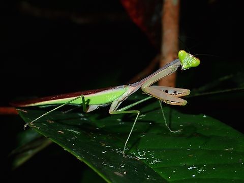 Praying Mantis - Gretella gracilis  Gretella gracilis,Malaysia,Mantis,Praying Mantis,Sarawak