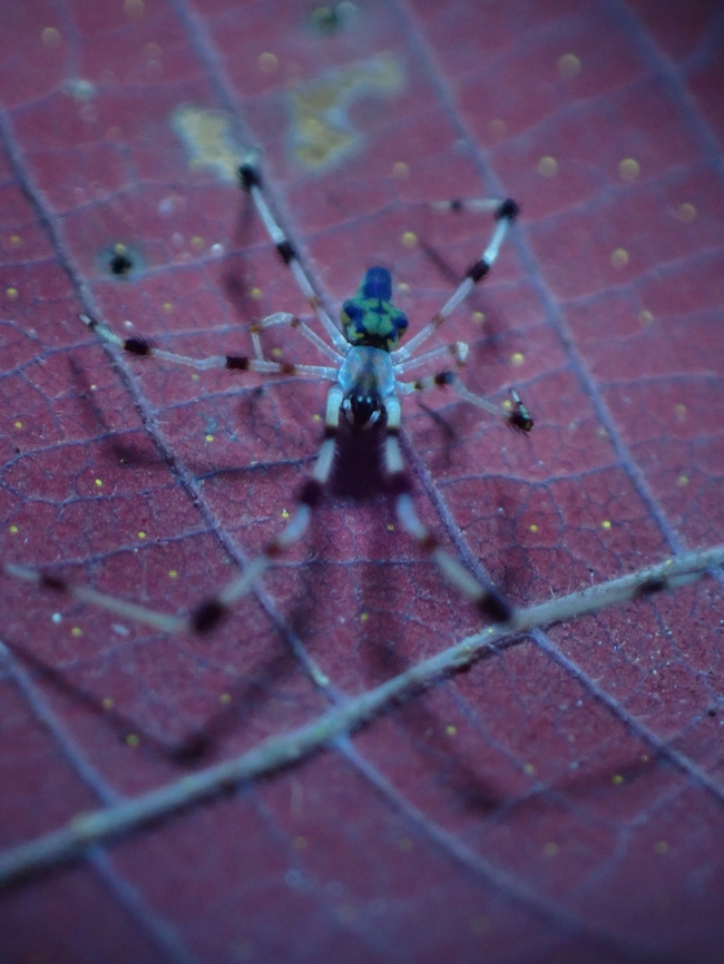 Cobweb Spider - Chrysso scintillans Only some parts of the spider glows under UV.<br />
However, the leaf it was on, was green in colour and turns to reddish colour under UV lighting. Chrysso scintillans,Cobweb Spider,Malaysia,Pahang,Spider,Ultra Violet Light